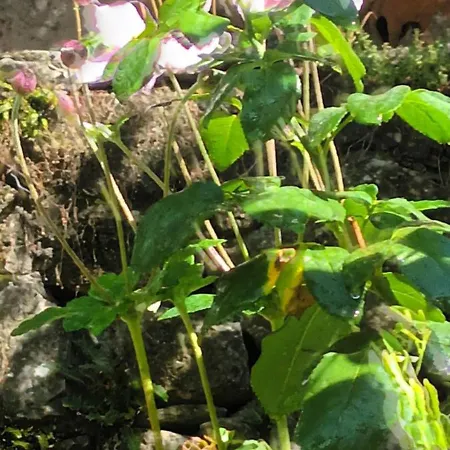 Maison Mon Reve * Le Vigan (Gard)